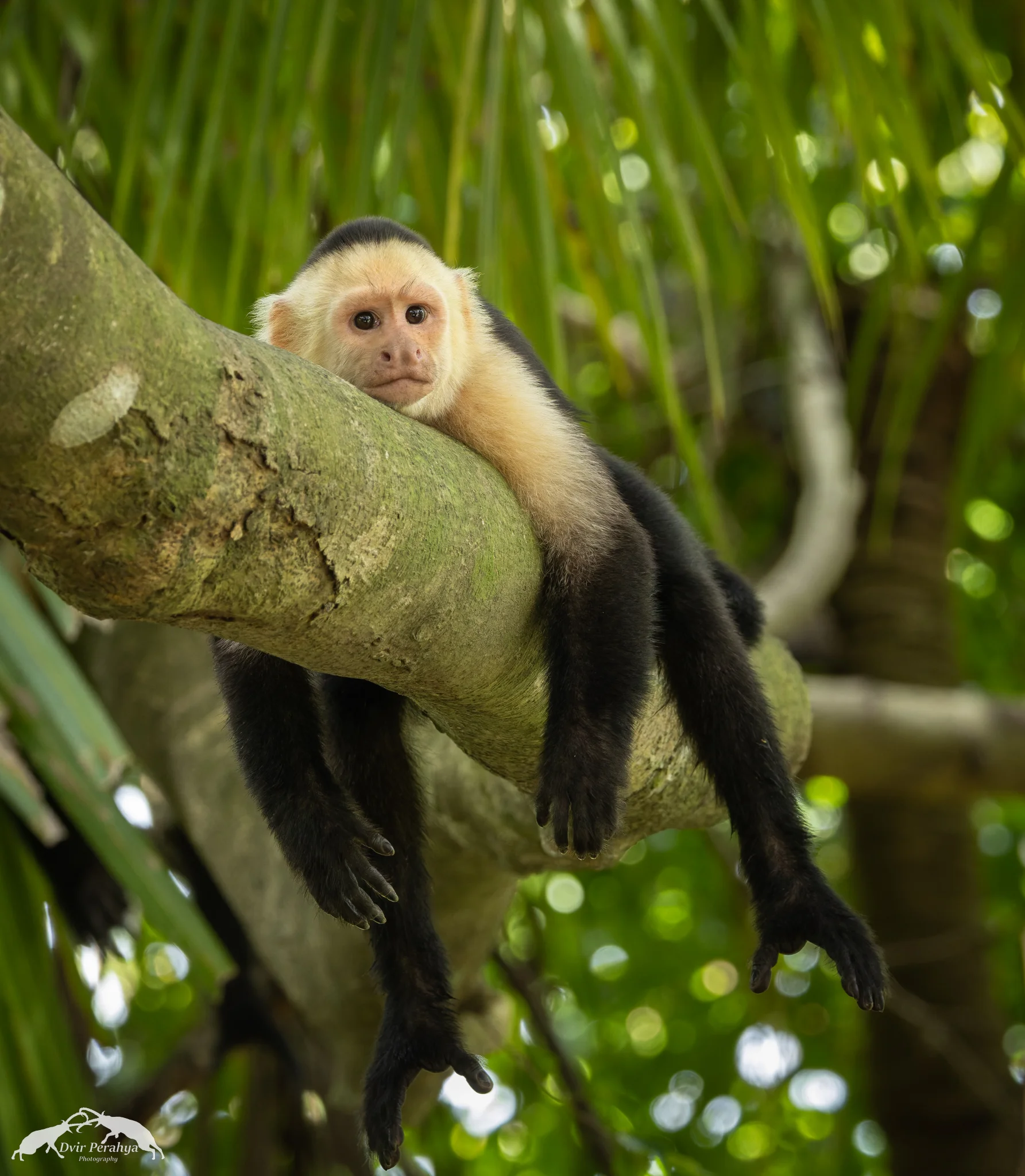 Capuchin monkey, Monteverde